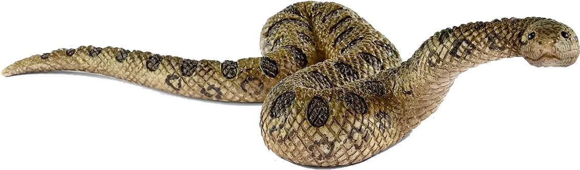 anaconda roaring (artistic effect), intimidating visual, wild beast png
